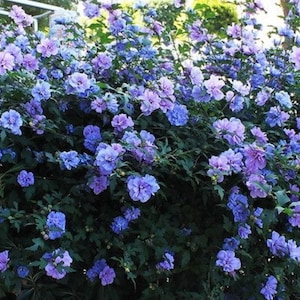 Hibiscus Syriacus Purple Satin Rose of Sharon Seeds image 3