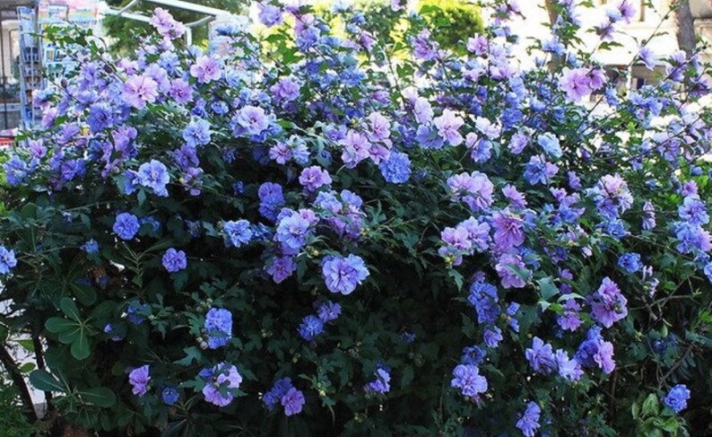 Hibiscus Syriacus Purple Satin Rose of Sharon Seeds image 3