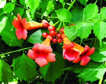 Plantes de vigne colibri (3)