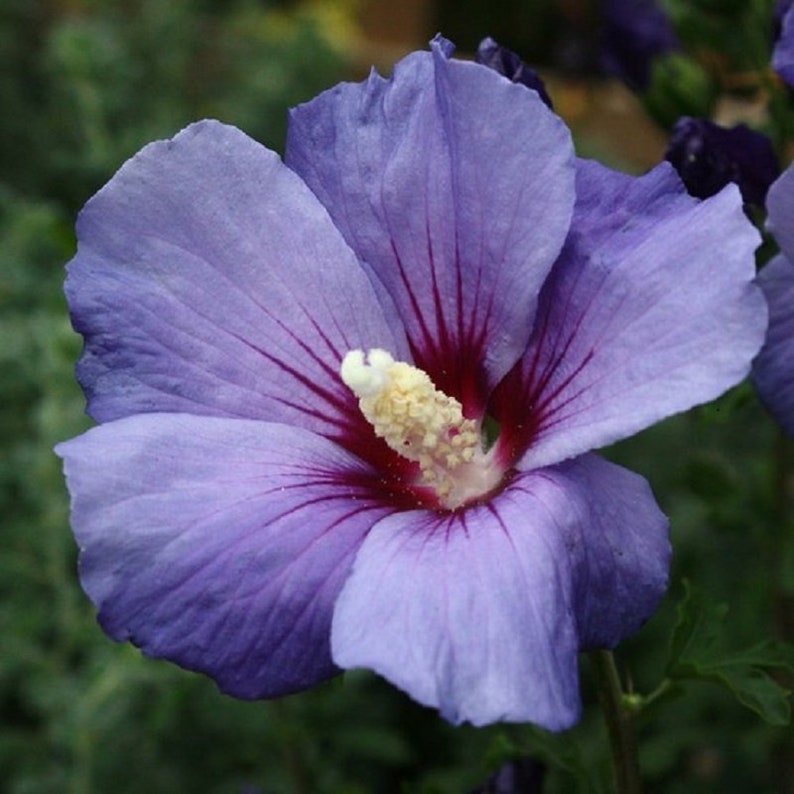 Hibiscus Syriacus Purple Satin Rose of Sharon Seeds image 4