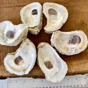 Oyster shells - X-Large, set of 6, decoupage dish