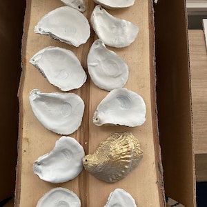 May include: A collection of oyster shells painted white and gold. The shells are arranged in a row on a wooden surface.