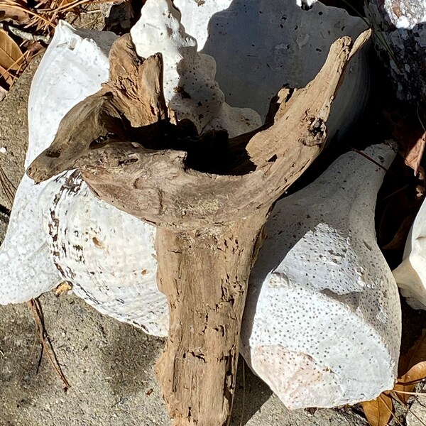 Driftwood for Sale Etsy