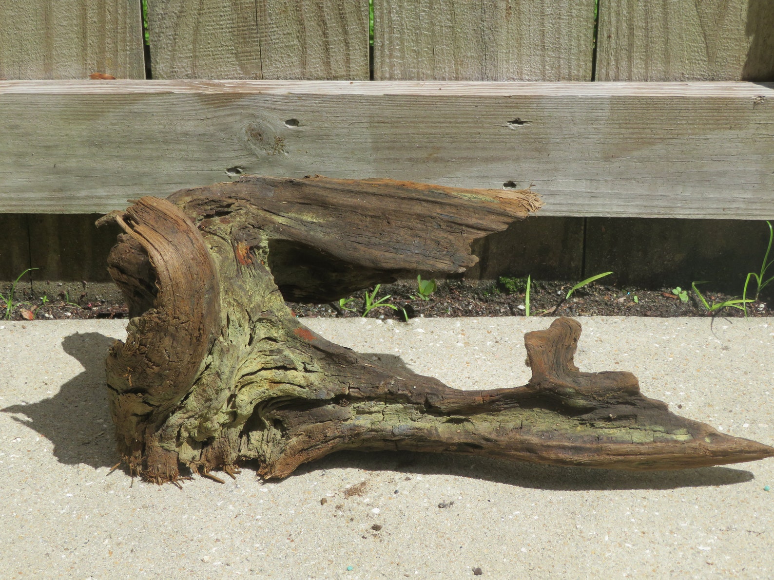 Driftwood South Carolina beach coastal decor Etsy