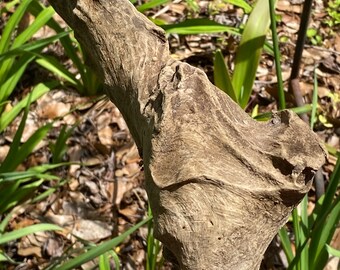 Driftwood - South Carolina - beach - coastal - decor - driftwood - garden - drift wood - Pawleys Island - Grand Strand