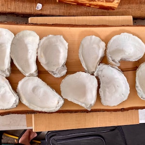 Oyster shell trinket dishes prepped for decoupage or paint