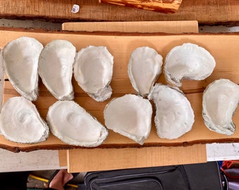 Oyster shell trinket dishes prepped for decoupage or paint