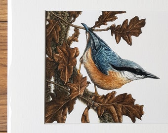 PRINT • Nuthatch and Oak • Giclee • woodland bird art • wildlife painting • garden bird • watercolour • ink • Cornish artist • Natalie Toms