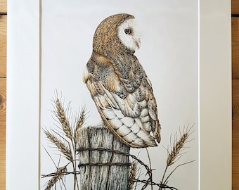 PRINT • Barn Owl • hand signed Giclée print • Cornish artist • owl art • wildlife • illustration • bird lover • Cornwall • Natalie Toms