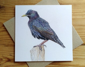 CARD • Starling • giclee • rainbow bird • summer plummage • iridescent • Brighton pier • murmuration • watercolour • Cornwall • Natalie Toms