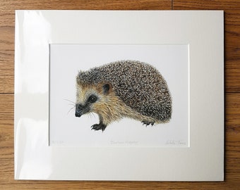 PRINT • Cautious Hedgehog • Giclee • garden wildlife • gift for nature lovers • watercolour • ink • Cornish artist • Natalie Toms