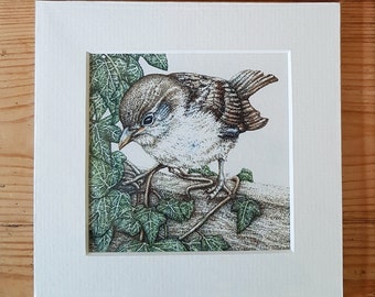 PRINT • Sparrow and Ivy • hand signed Giclée print • Cornish artist • wildlife art • nature • garden bird • gift • Cornwall • Natalie Toms