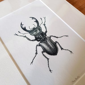 PRINT • Stag Beetle • hand signed Giclée print • Cornish artist • insect art • beetle drawing • bugs • stippled • Cornwall • Natalie Toms