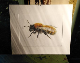 PRINT • Tawny Mining Bee • Giclee • solitary • garden wildlife • nature gift • insect • watercolour • ink • Cornish artist • Natalie Toms