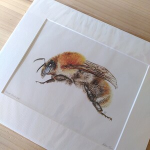 PRINT Common Carder Bee giclee ginger bumblebee garden wildlife woodland bee lover bombus pascuorum Cornwall Natalie Toms image 6