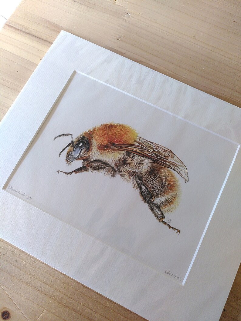 PRINT Common Carder Bee giclee ginger bumblebee garden wildlife woodland bee lover bombus pascuorum Cornwall Natalie Toms image 6