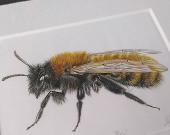 PRINT • Tawny Mining Bee • solitary bee • native bee art • wildlife • nature • beekeeper gift • mining • gardeners • Cornwall • Natalie Toms