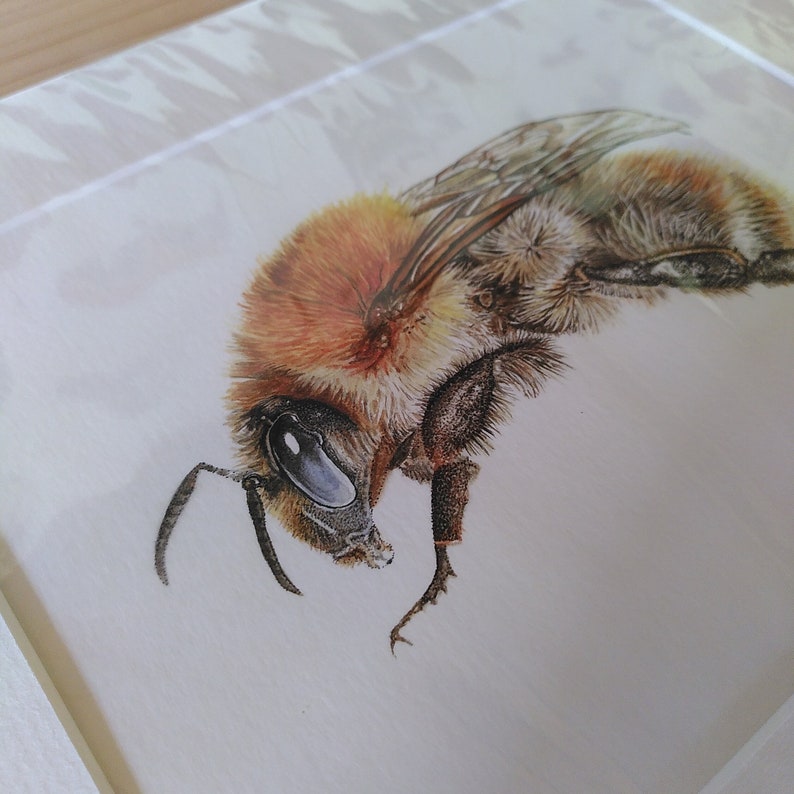PRINT Common Carder Bee giclee ginger bumblebee garden wildlife woodland bee lover bombus pascuorum Cornwall Natalie Toms image 5