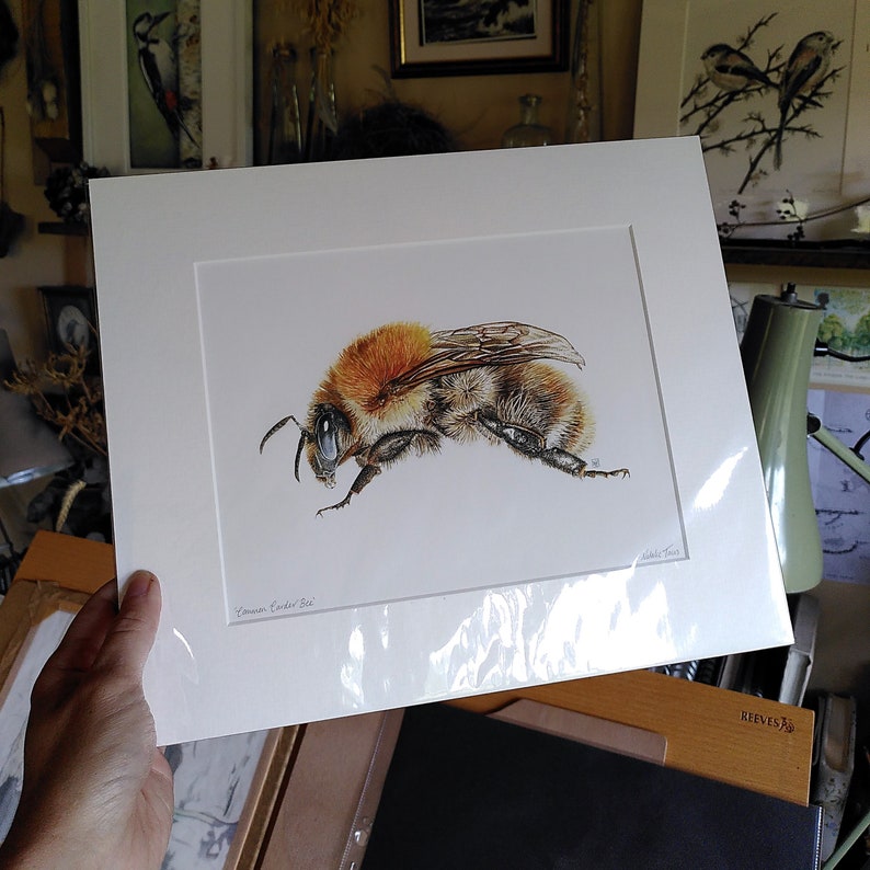 PRINT Common Carder Bee giclee ginger bumblebee garden wildlife woodland bee lover bombus pascuorum Cornwall Natalie Toms image 3