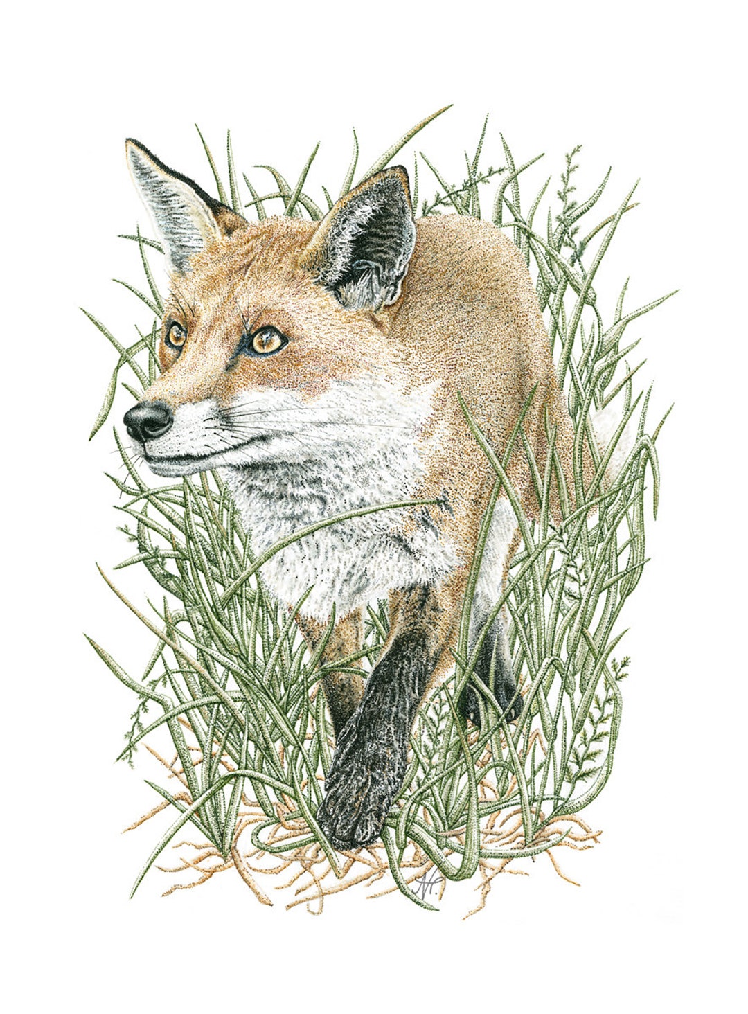 PRINT Prowling Fox Hand Signed Giclée Print Cornish Artist Wildlife Art