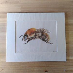 PRINT Common Carder Bee giclee ginger bumblebee garden wildlife woodland bee lover bombus pascuorum Cornwall Natalie Toms image 4