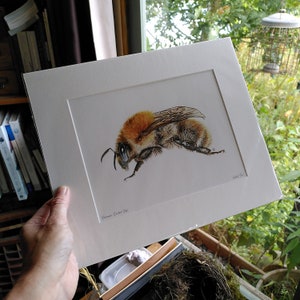 PRINT Common Carder Bee giclee ginger bumblebee garden wildlife woodland bee lover bombus pascuorum Cornwall Natalie Toms image 1