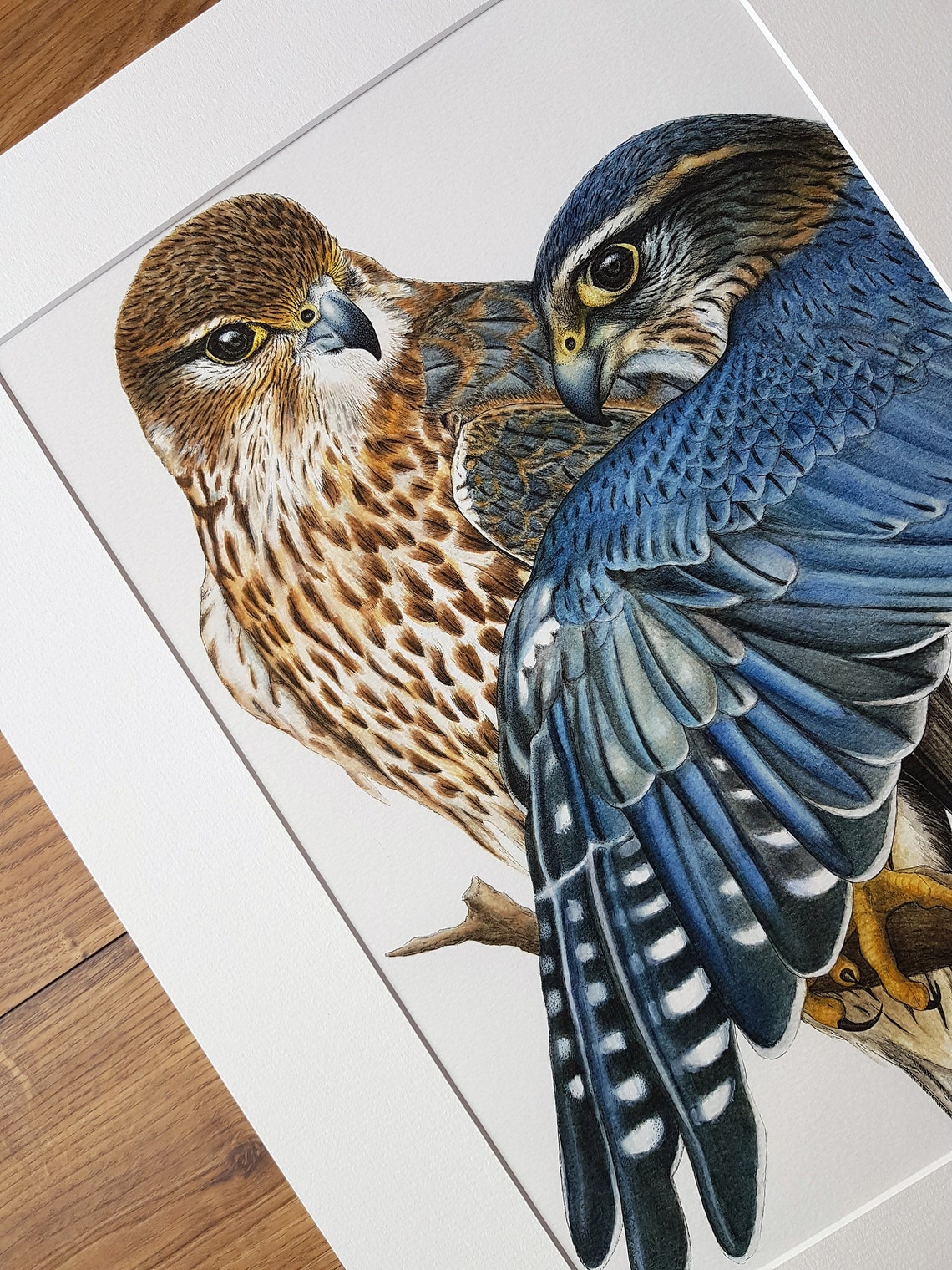 PRINT Merlin Falcons Hand Signed Giclée Print Cornish - Etsy