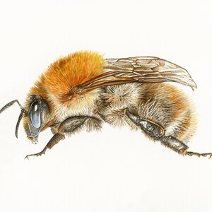 PRINT Common Carder Bee giclee ginger bumblebee garden wildlife woodland bee lover bombus pascuorum Cornwall Natalie Toms image 2