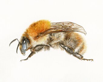 PRINT • Common Carder Bee • giclee • ginger bumblebee • garden • wildlife • woodland • bee lover • bombus pascuorum • Cornwall •Natalie Toms