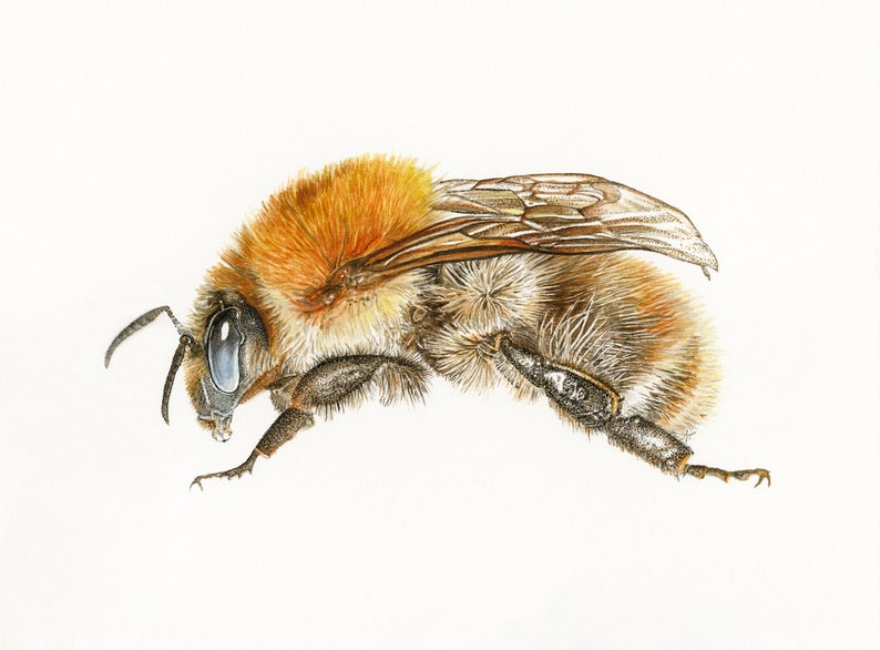 PRINT Common Carder Bee giclee ginger bumblebee garden wildlife woodland bee lover bombus pascuorum Cornwall Natalie Toms image 2