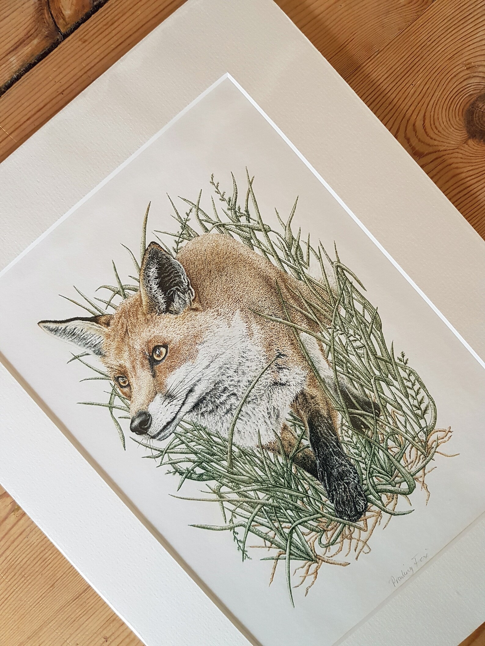 PRINT Prowling Fox Handsigned Giclée Print Cornish Etsy