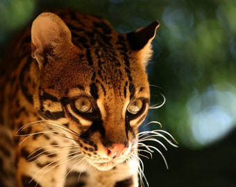 Herunterladbarer Druck - Wildtier Fotografie - Ozelot - Katzenfoto - Naturfotografie - Kunstdruck - Katzenwanddekor