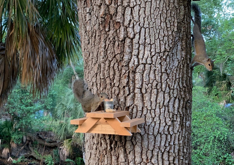 May include: Two gray squirrels on a tree trunk. One squirrel is eating from a small metal container on a wooden picnic table attached to the tree. The other squirrel is perched on the tree trunk looking down.