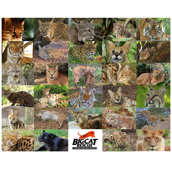 Custom Wildcat Matted Photo