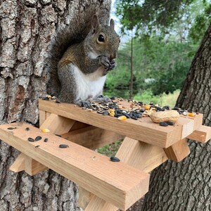 May include: A gray squirrel sits on a small wooden picnic table attached to a tree trunk, eating sunflower seeds and peanuts.