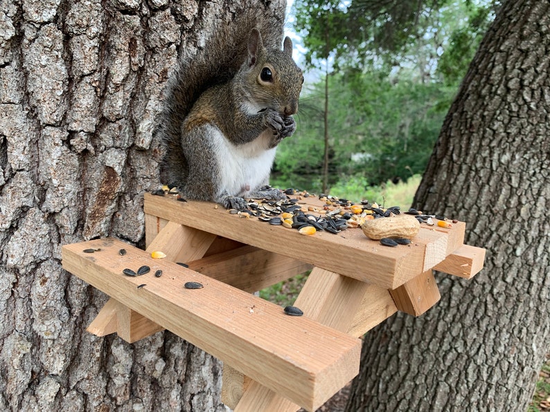 May include: A gray squirrel sits on a small wooden picnic table attached to a tree trunk, eating sunflower seeds and peanuts.