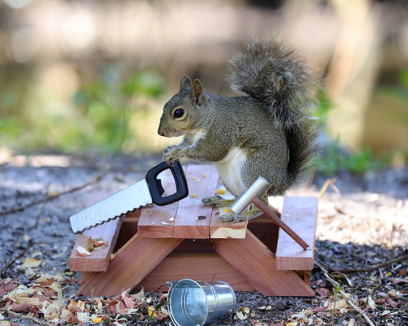 free squirrel picnic table plans free squirrel picnic table plans
