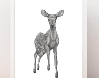 May include: A black and white pencil drawing of a young deer standing on a white background.