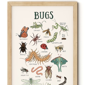 Bugs Identification Poster