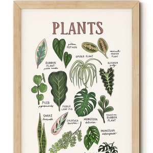 House Plant Identification Poster