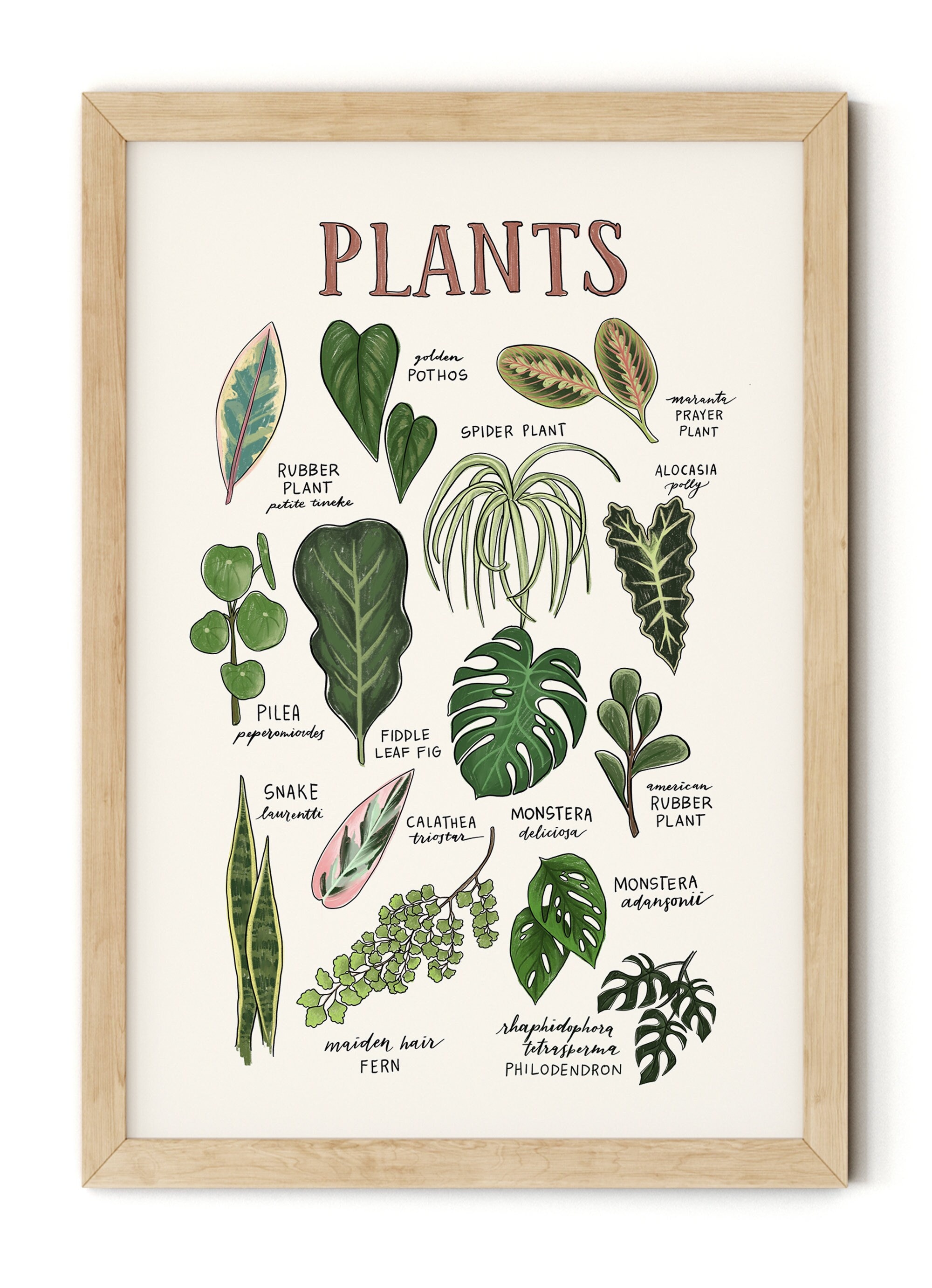 House Plant Identification Poster Etsy