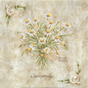 May include: A watercolor painting of a bouquet of white chamomile flowers with yellow centers. The flowers are tied together with a brown ribbon and are set against a beige background with a decorative border.
