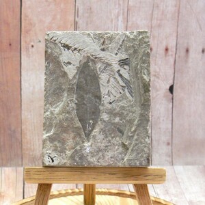 Unusual 3-Species Fossil Layered with Two Fish and One Leaf. In Matrix with Display Stand and Dome. From the Green River Formation, Wyoming.
