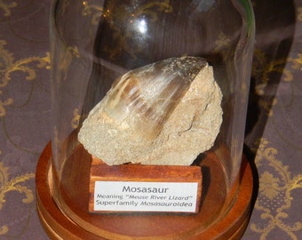 Amazing Authentic Dinosaur Fossil Tooth. Mosasaur Tooth w/Bell Jar Display Dome. Custom Cloche Dinosaur Fossil Display. Wow!