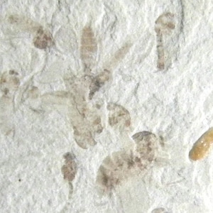 May include: A close-up of a fossilized rock with multiple insect fossils. The insects are preserved in a light brown color against a white background.