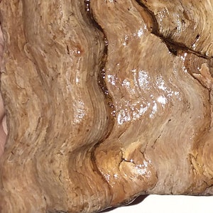 May include: A piece of petrified wood with a brown and tan color. The wood has a wavy grain pattern and is wet.