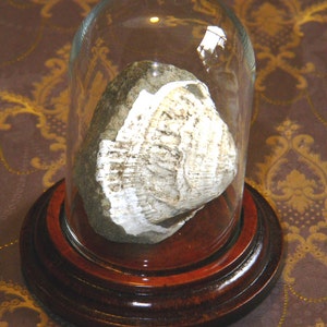 May include: A white fossilized shell encased in a clear glass dome on a dark brown wooden base.