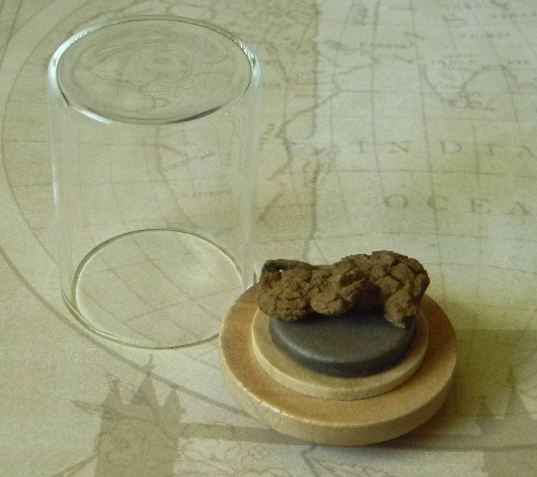 Curiosidad natural extraña y maravillosa: pequeño fósil de coprolito de dinosaurio (caca petrificada) de Madagascar con cúpula de exhibición de vidrio y madera personalizada.