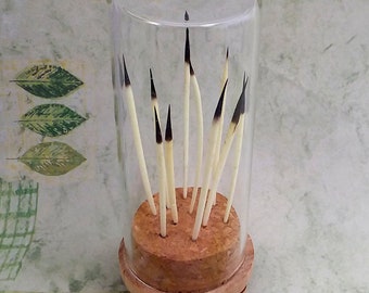 Fascinante colección de púas de puercoespín expuestas como pieza única de sobremesa. Una novedad para el gabinete de curiosidades de un naturalista. ¡Guau!