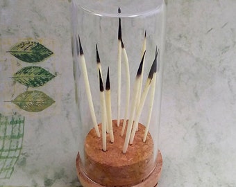 Fascinating Collection of Porcupine Quills Exhibited as a Unique Desktop Display. A Novelty For a Naturalist's Cabinet of Curiosities. Wow!